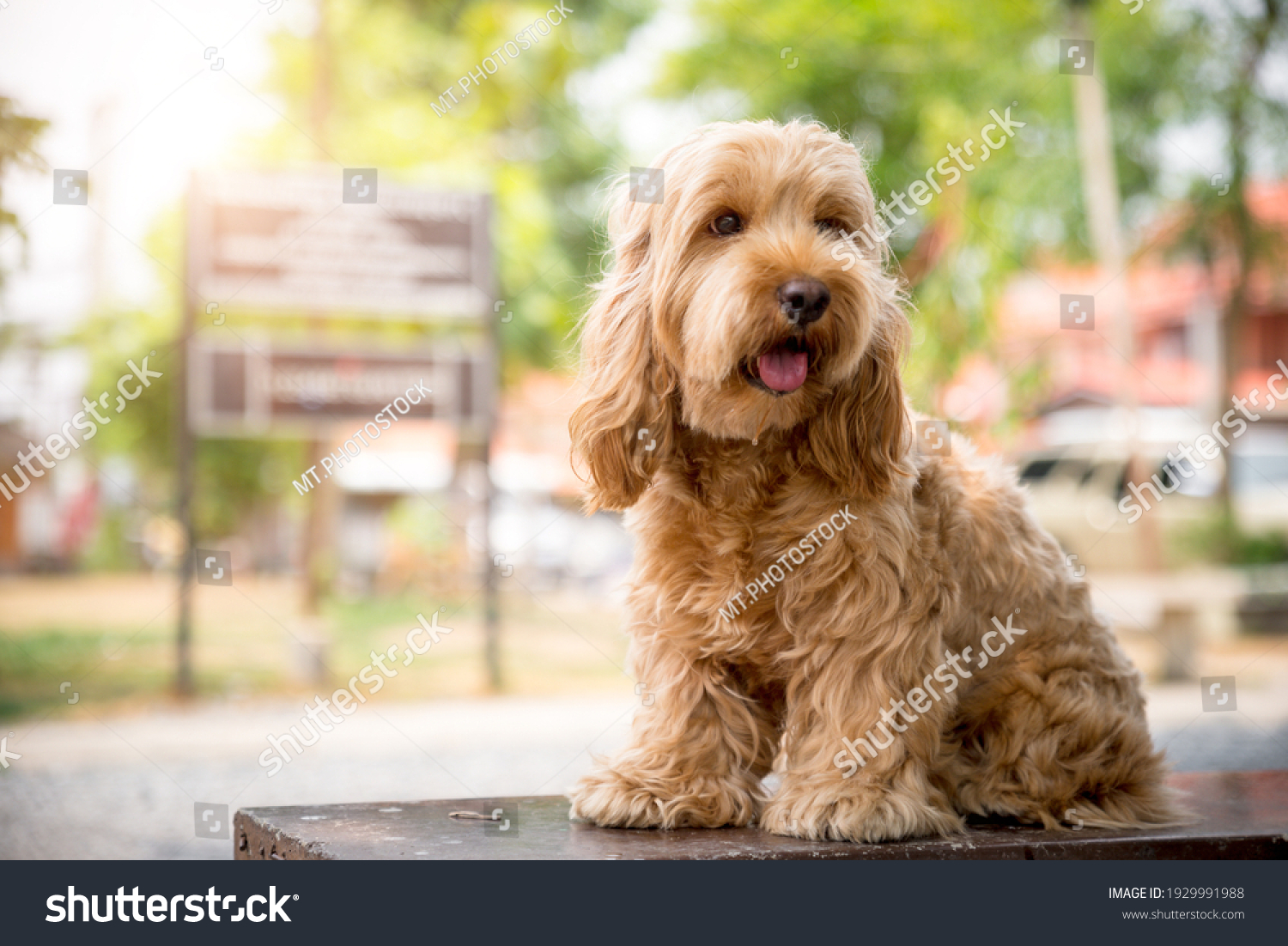 Cute Cockapoo dog sit on table. Puppy Cockapoo or adorable cockerpoo is mixed breeding animal (brown fur Cocker Spaniel + Poodle) funny hairy canine training with owner. Cocker spaniel in garden #1929991988