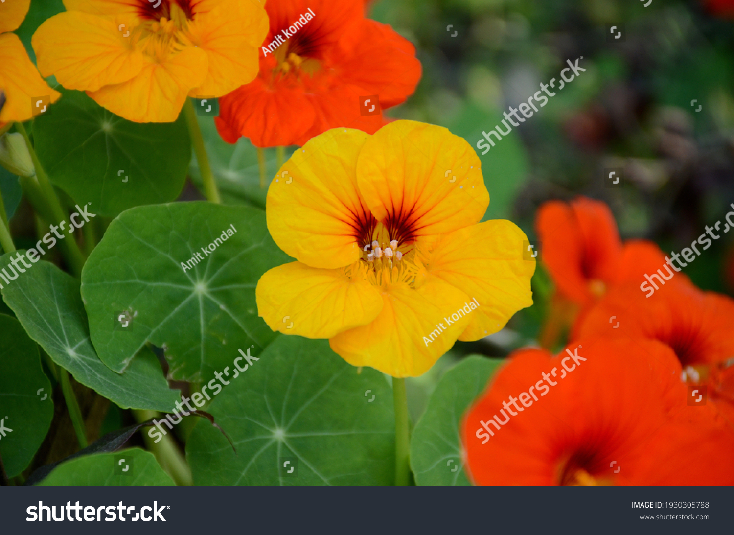the yellow orange nasturtium flowers with vine and green leaves in the garden. #1930305788