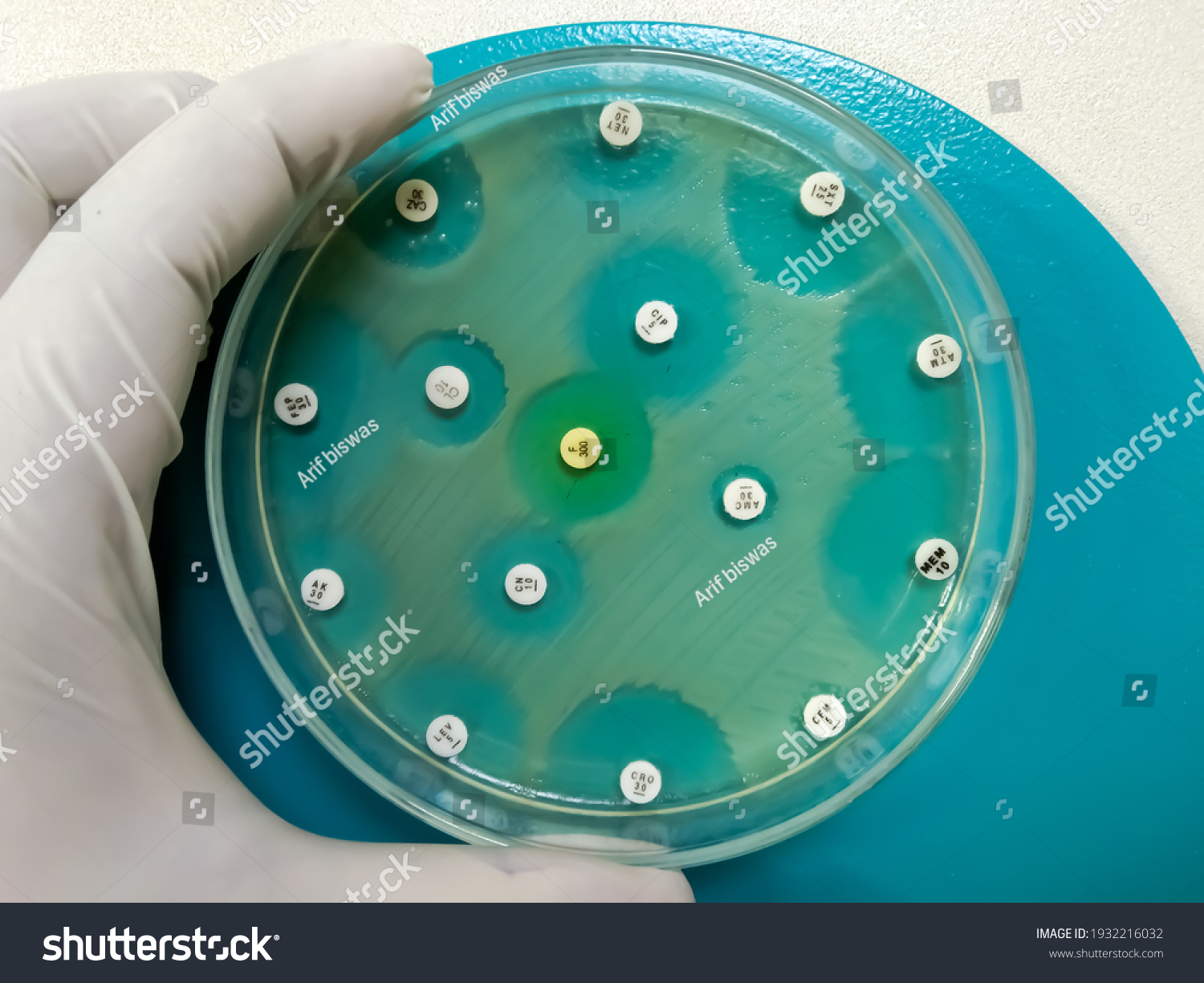 Petri dish showing all Antibiotic is resistance of the sample. Antibiotic activity testing against bacteria #1932216032