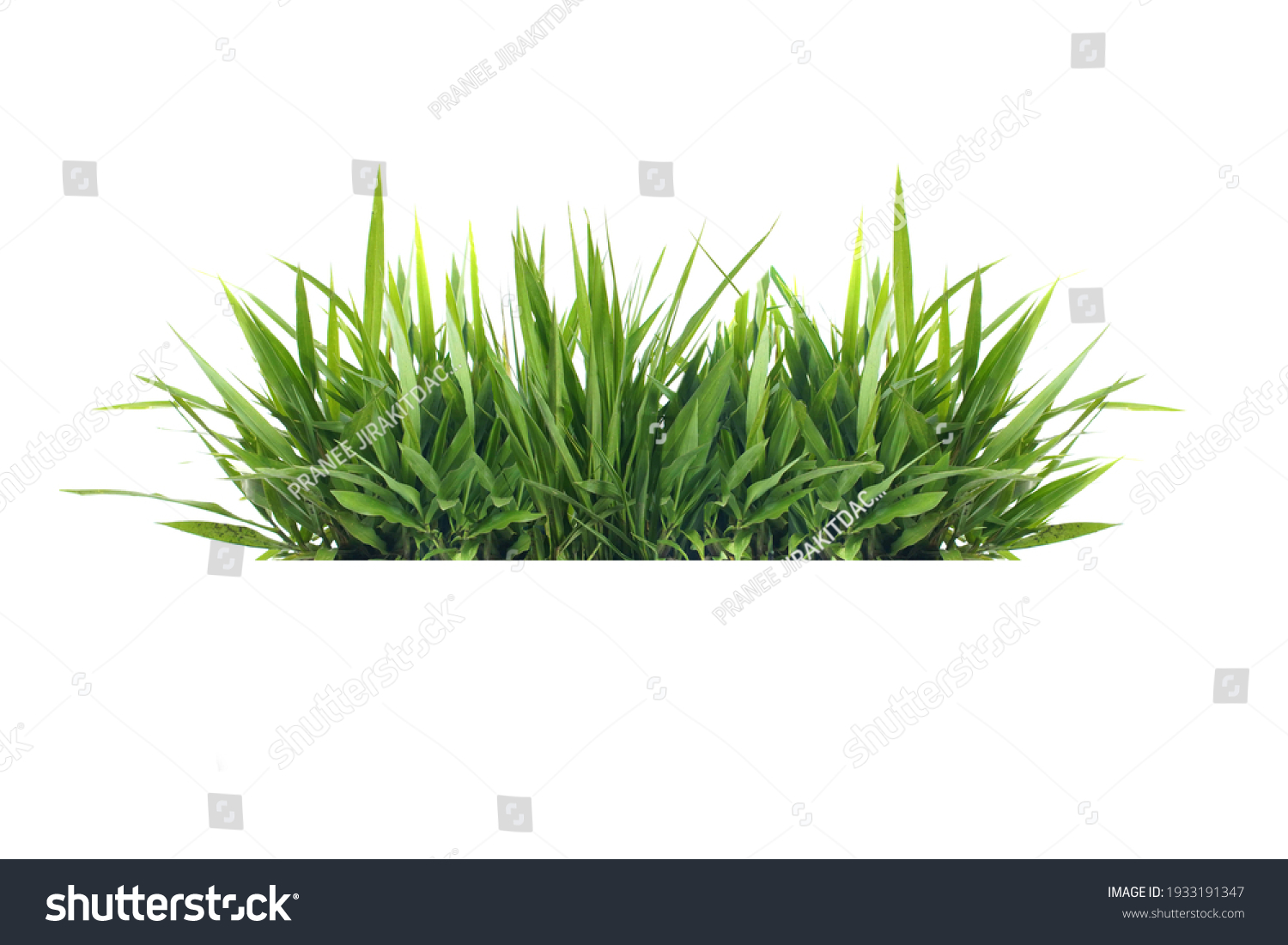 Isolated green grass on a white background                               #1933191347