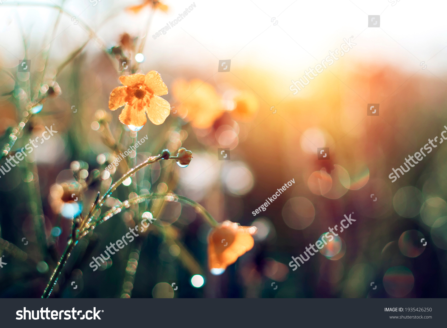Morning summer or spring. Beautiful wildflowers with dew drops at dawn, light blur, selective focus. Shallow depth of field. #1935426250