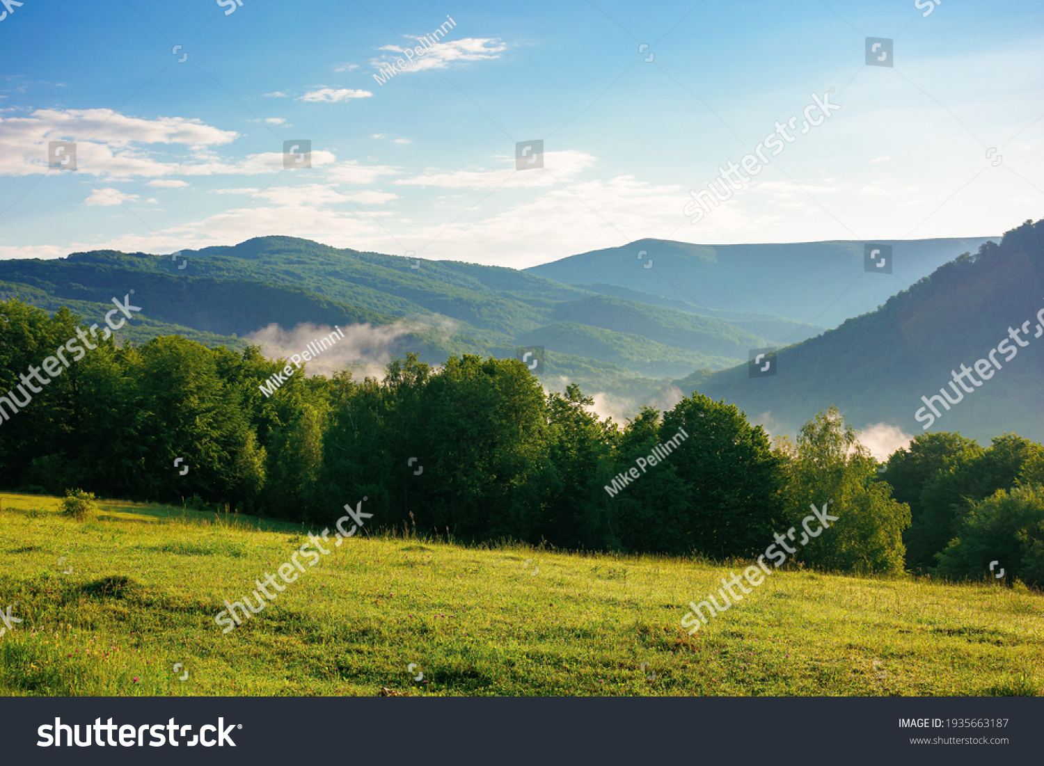 mountain meadow in morning light. countryside springtime landscape with valley in fog behind the forest on the grassy hill. fluffy clouds on a bright blue sky. nature freshness concept #1935663187