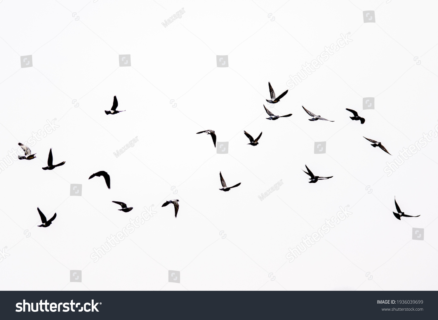 Birds flying in the sky.  #1936039699