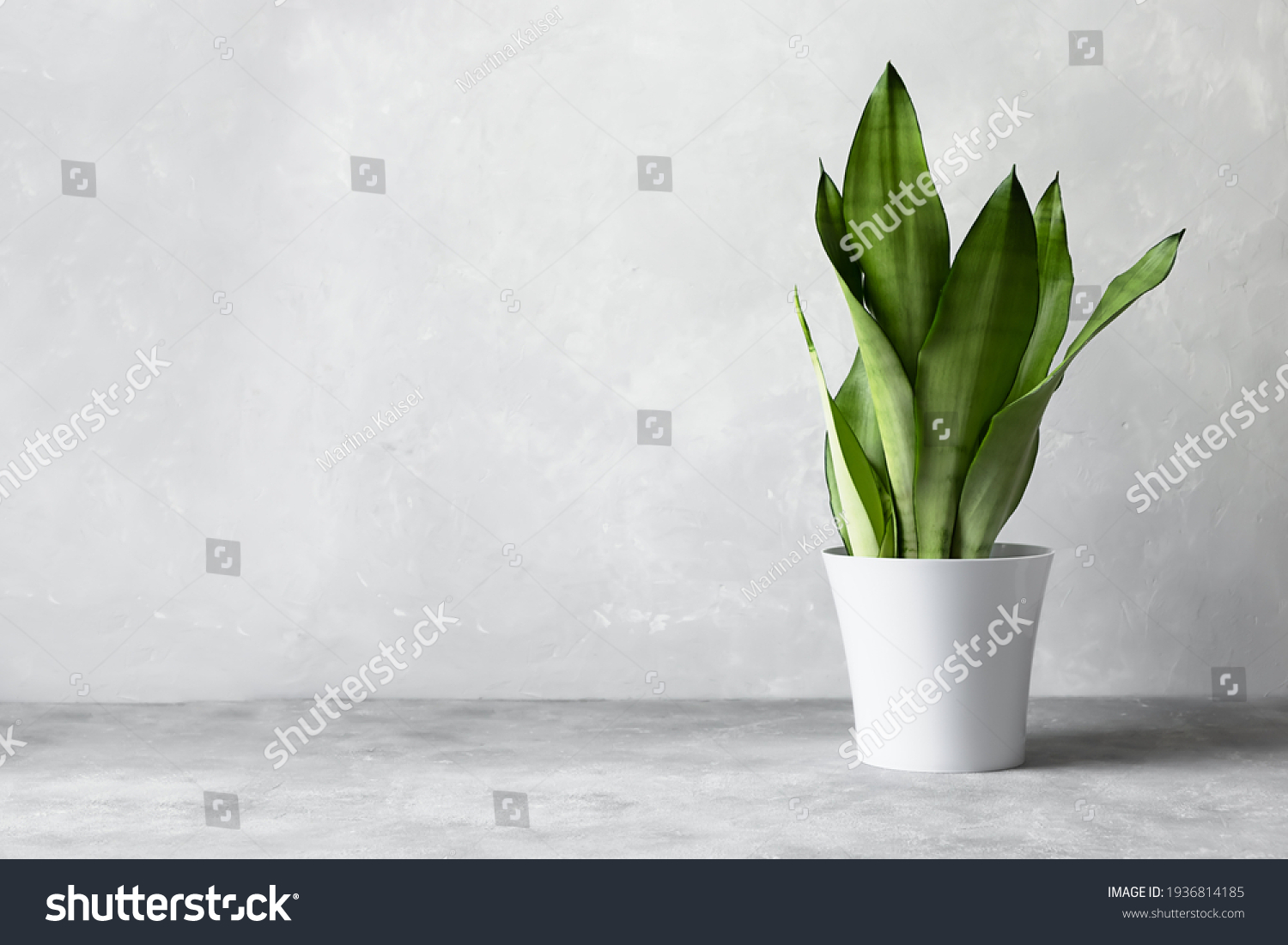 Sansevieria plant in a modern flower pot on a gray background. Home plant Sansevieria trifa from the family of asparagus. The concept of minimalism. #1936814185