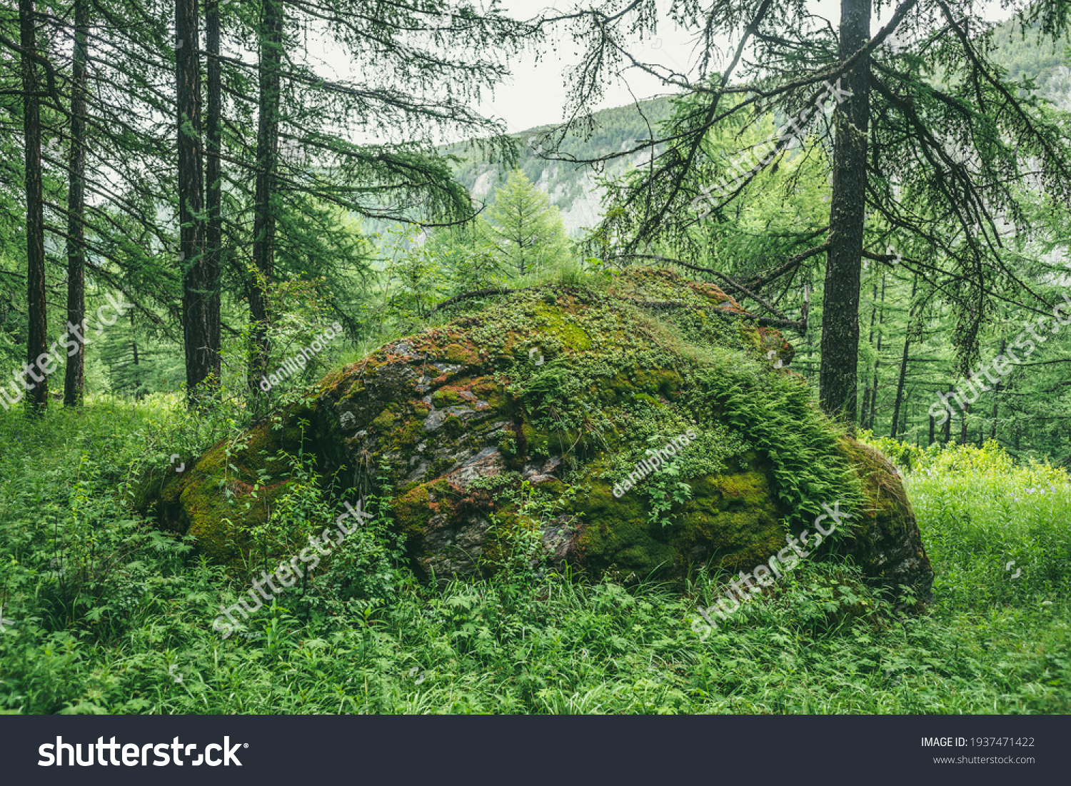 Scenic forest landscape with big mossy stone with green grasses among thickets and trees. Vivid scenery with large boulder with moses and lush vegetation. Green rock with moss and wild flora in forest #1937471422