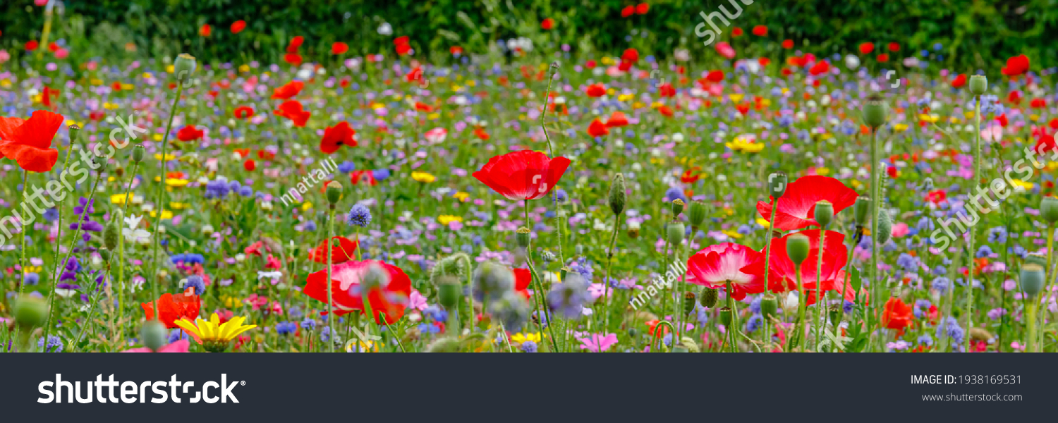 Multicolored flowering summer meadow with red pink poppy flowers, blue cornflowers.  Wild summer flowers field. Summer landscape background with beautiful flowers. Banner #1938169531