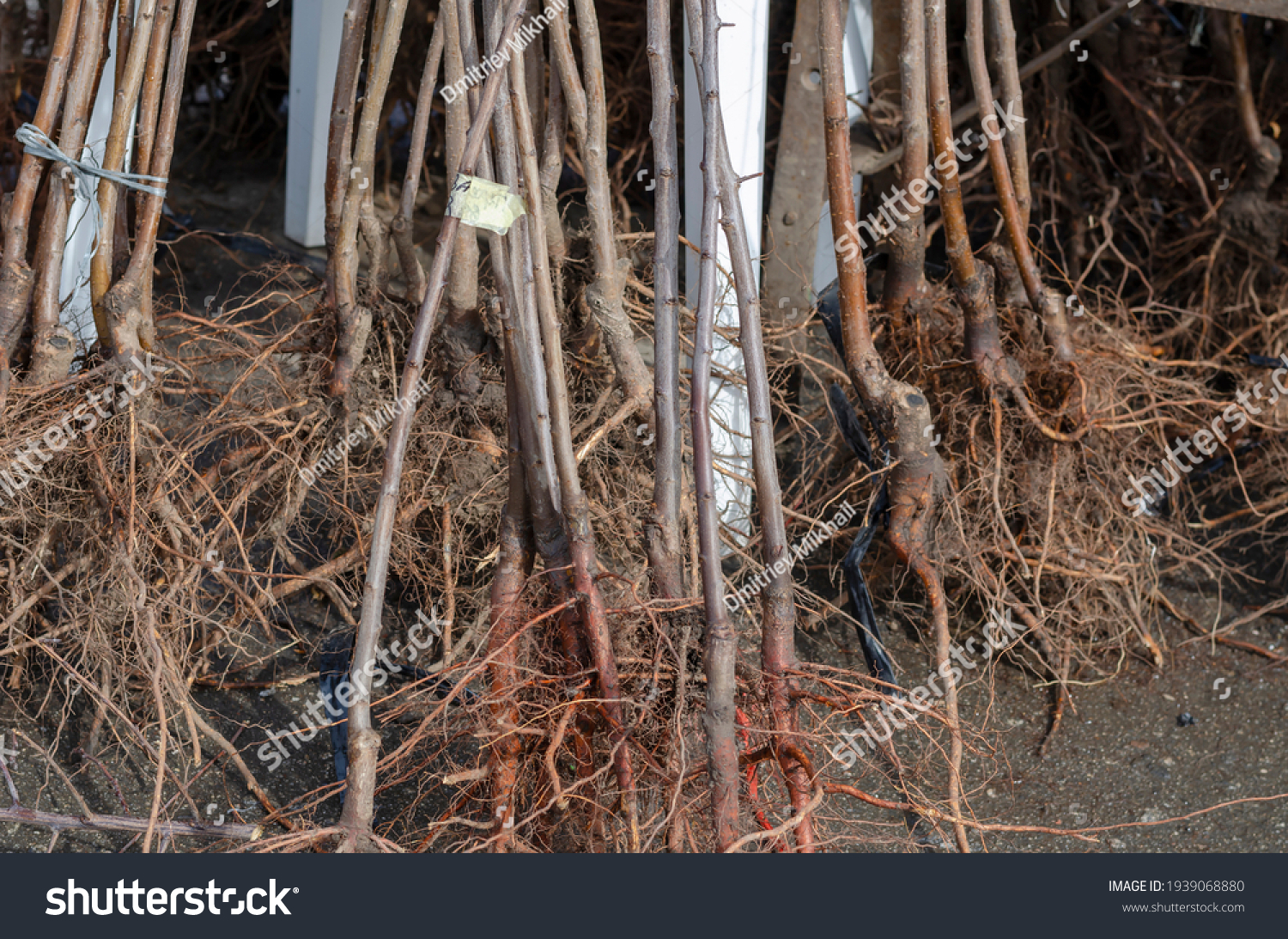 Saplings of fruit trees with soil covered roots. Sale of young trees for planting at the farmers' market. Bare rooted trees. #1939068880