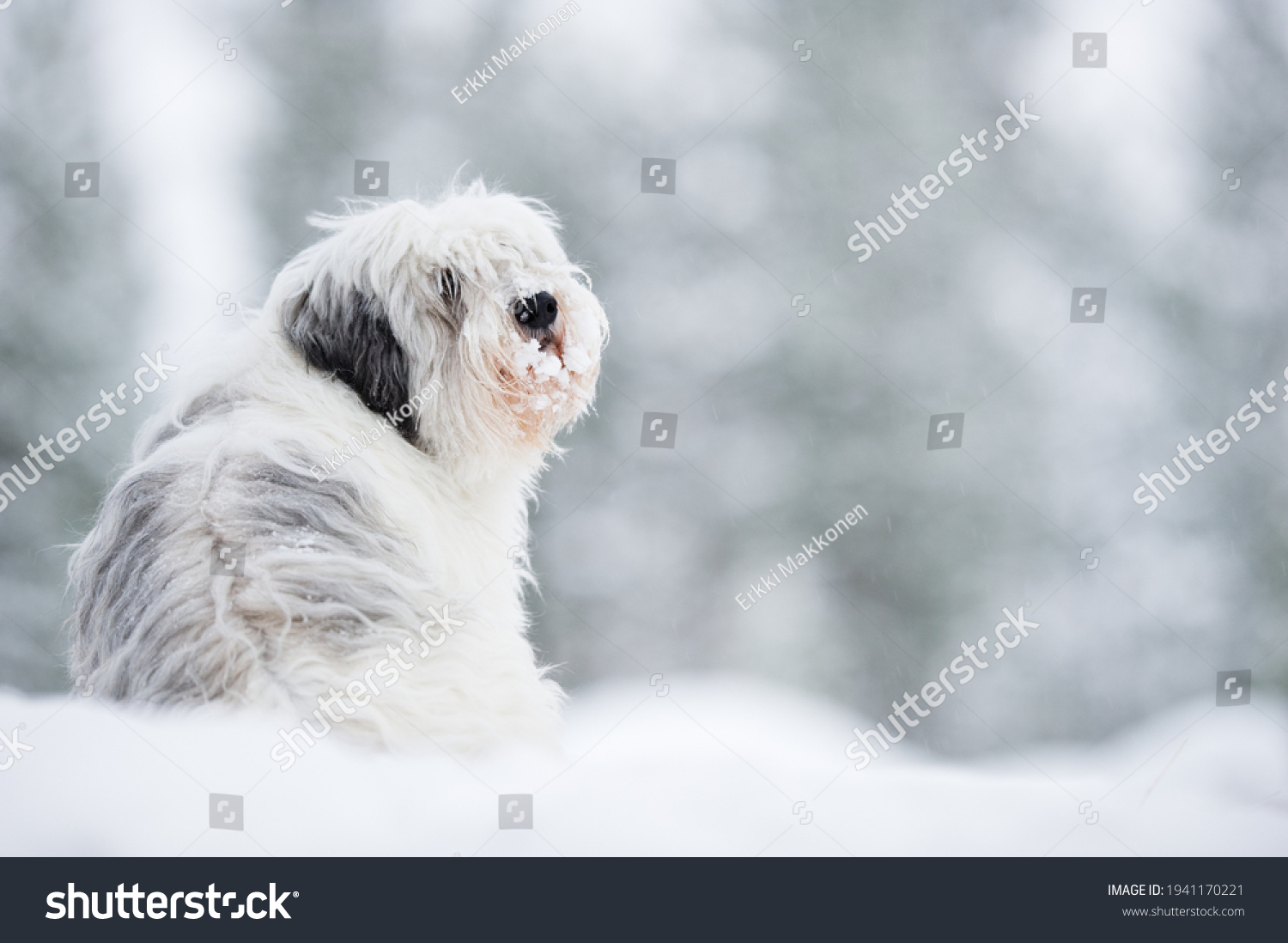 Polish lowland sheepdog, Polski Owczarek Nizinny, in winter snow. Focus on head, shallow depth of field. #1941170221