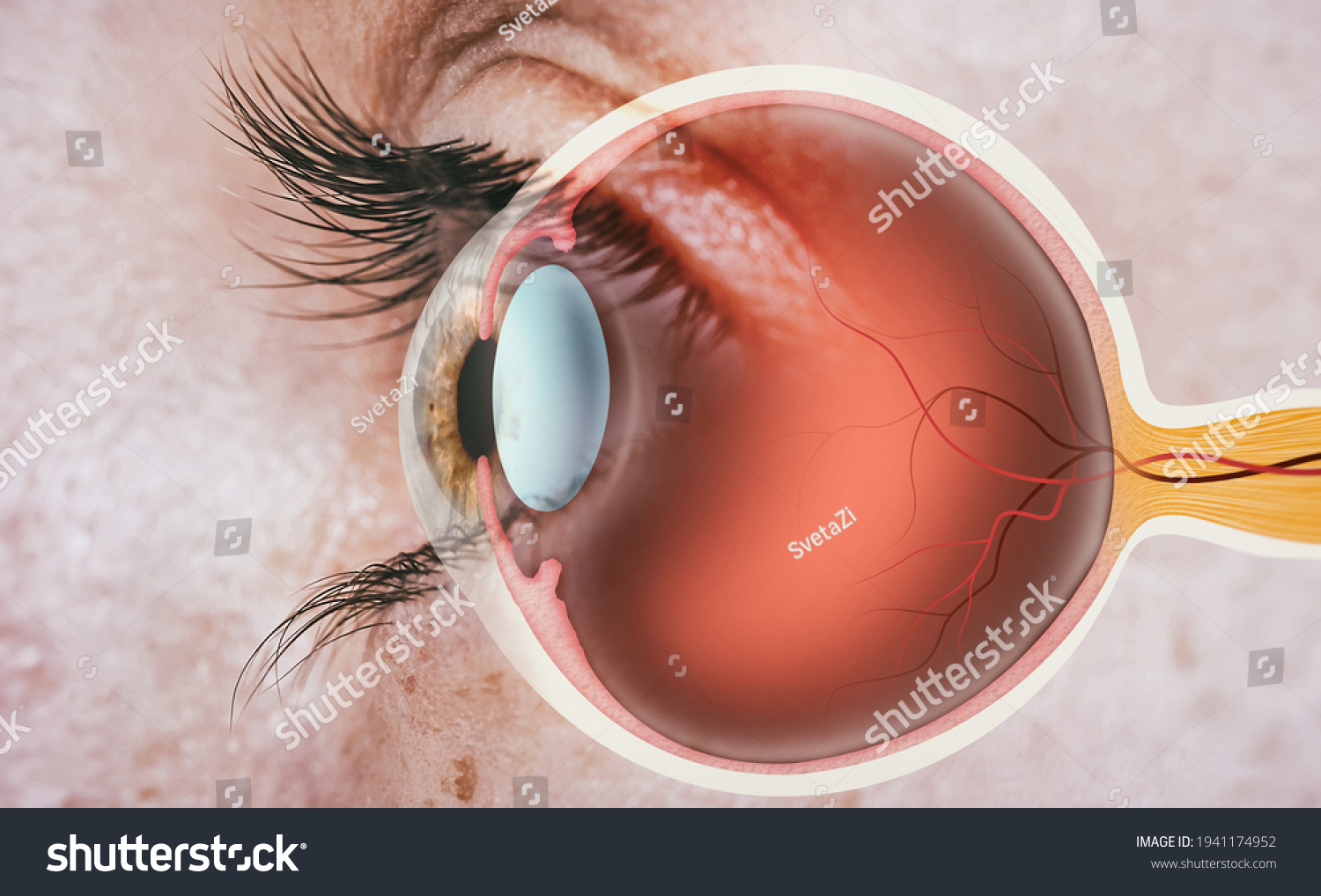 Structure of human eye. In side view. #1941174952