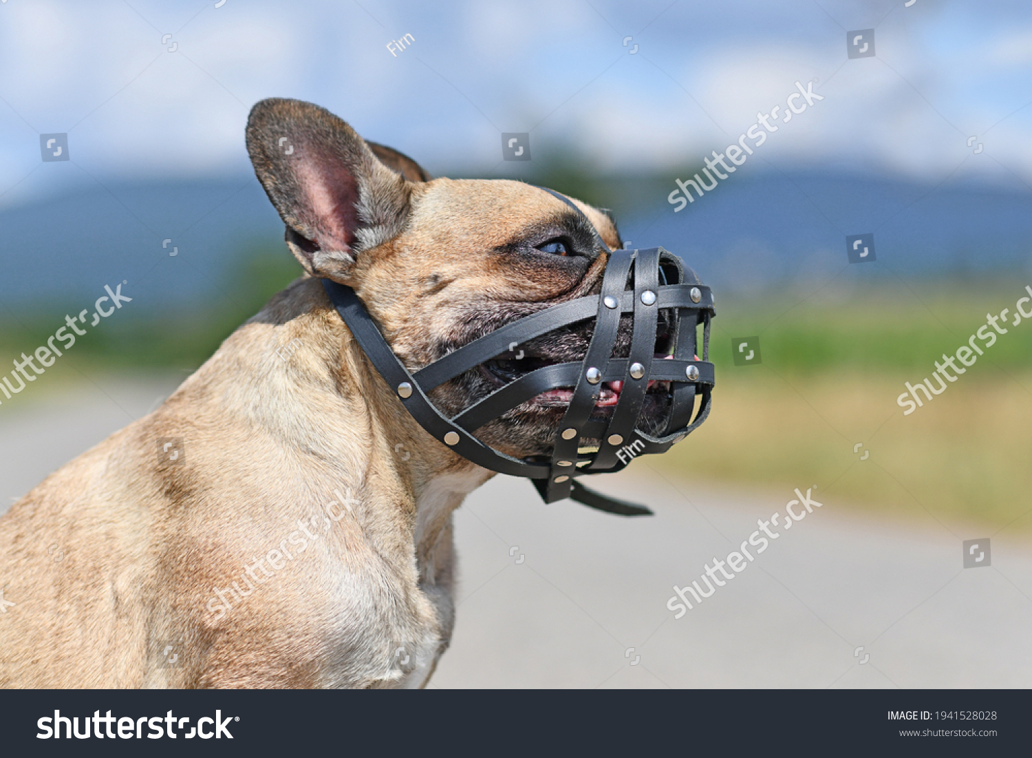 French Bulldog dog with short nose wearing leather muzzle for protection against biting #1941528028