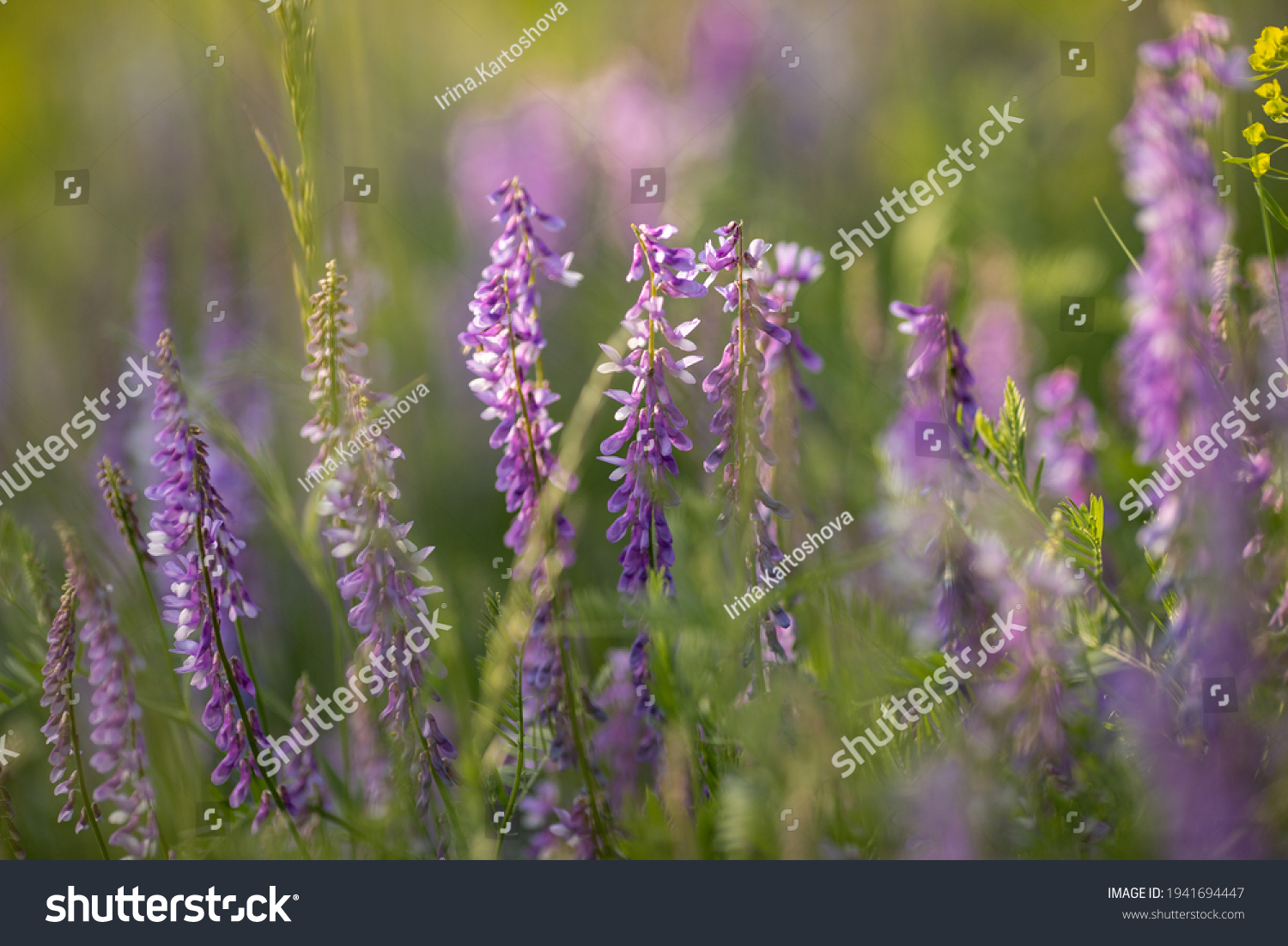 
Lilac wildflowers. Mountain lavender.Macro shot of nature. #1941694447