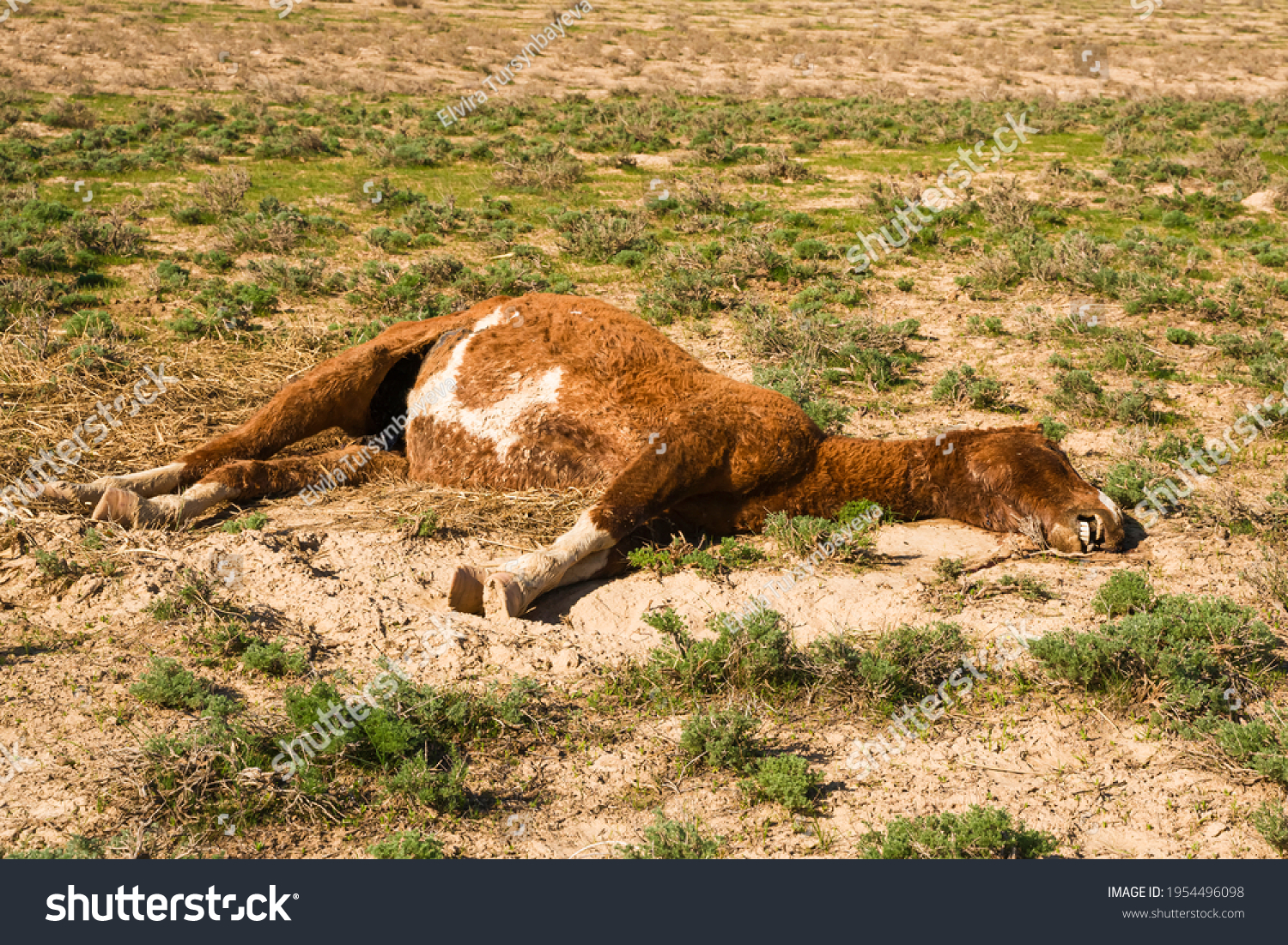 The corpse of a horse in the steppe. Close-up. Dead horse. The horse died in childbirth. The corpse decomposes in the sun. The hoof of an unborn foal. Green grass. Dry land #1954496098