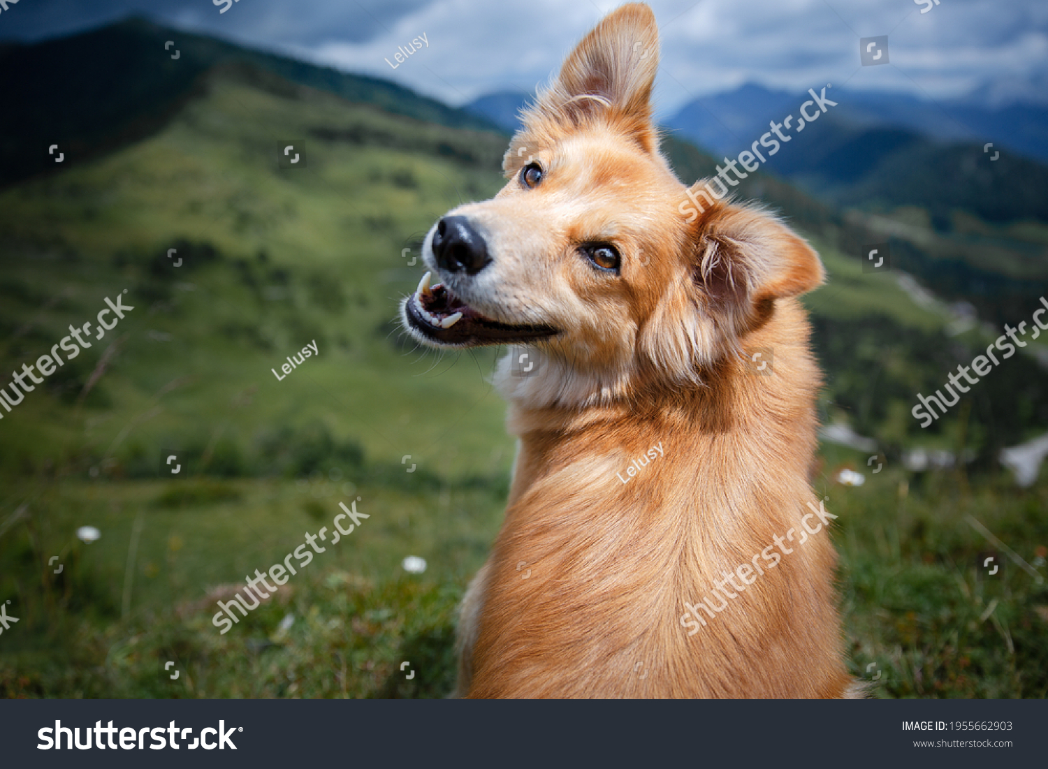 Brown mixed breed dog with tongue out and happy face in the mountains. Hiking with dog. #1955662903