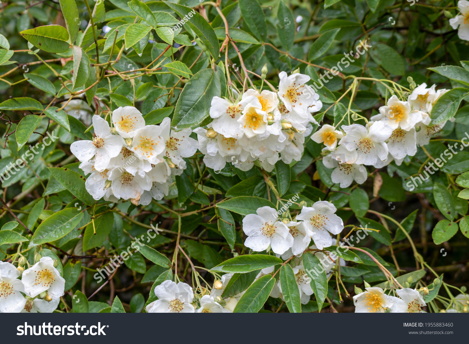 White flowers in the garden. Rosaceae. Rambling Rector #1955883460