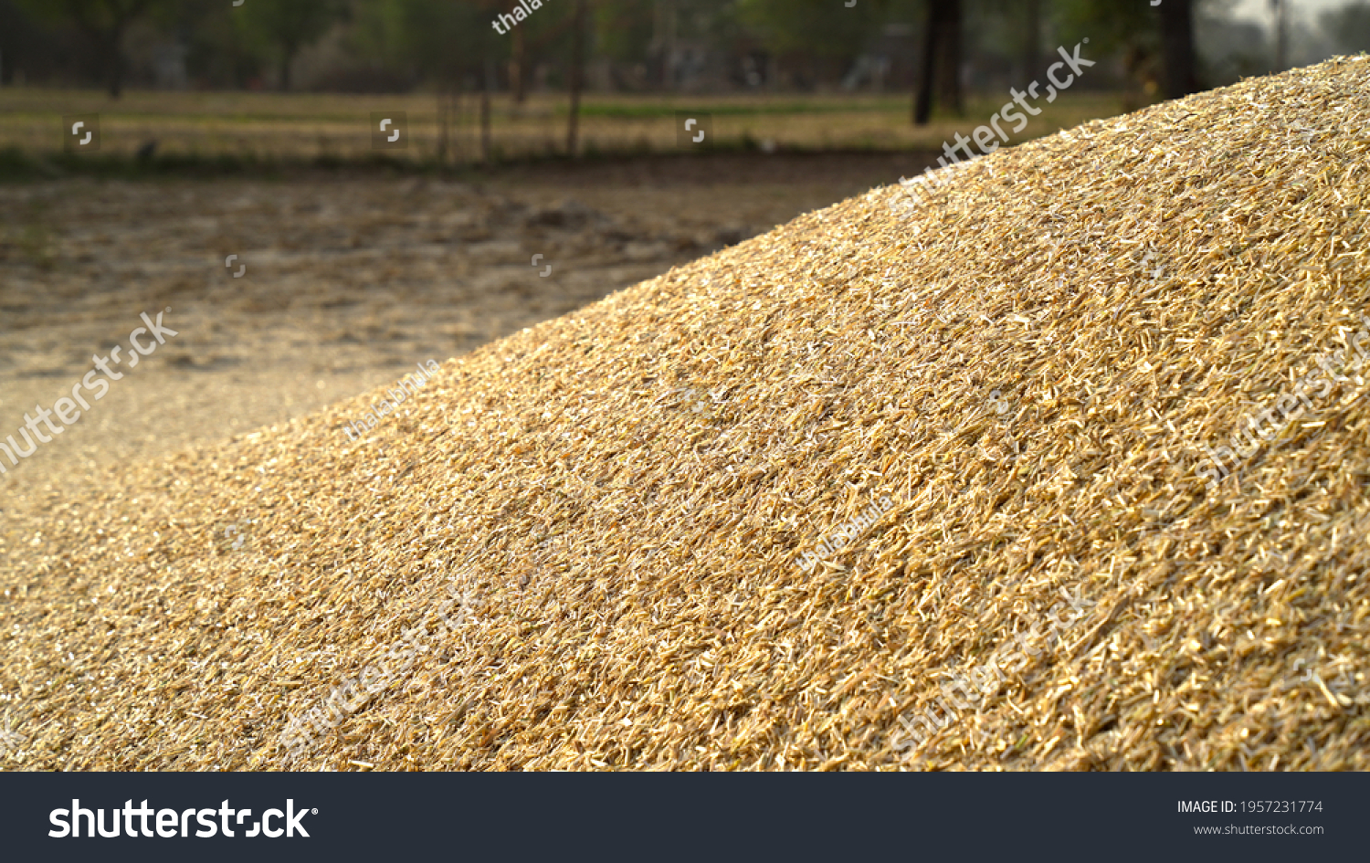 Piles of wheat straw for animals fodder use. Mountain fodder straw use for animal feeding. #1957231774