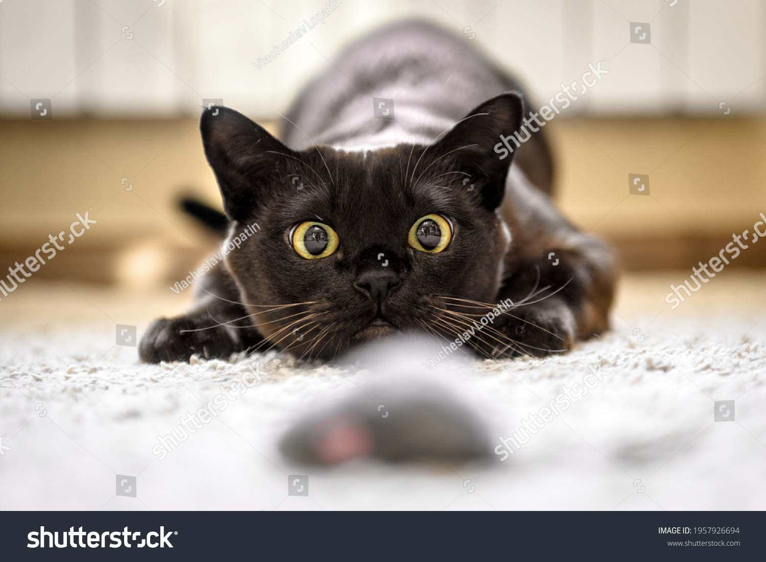 Cat hunting to toy mouse at home, Burmese cat face before pounce, funny domestic kitten plays in house. Look of playful Burma cat catching food indoor. Eyes of happy pet playing and wanting to attack #1957926694