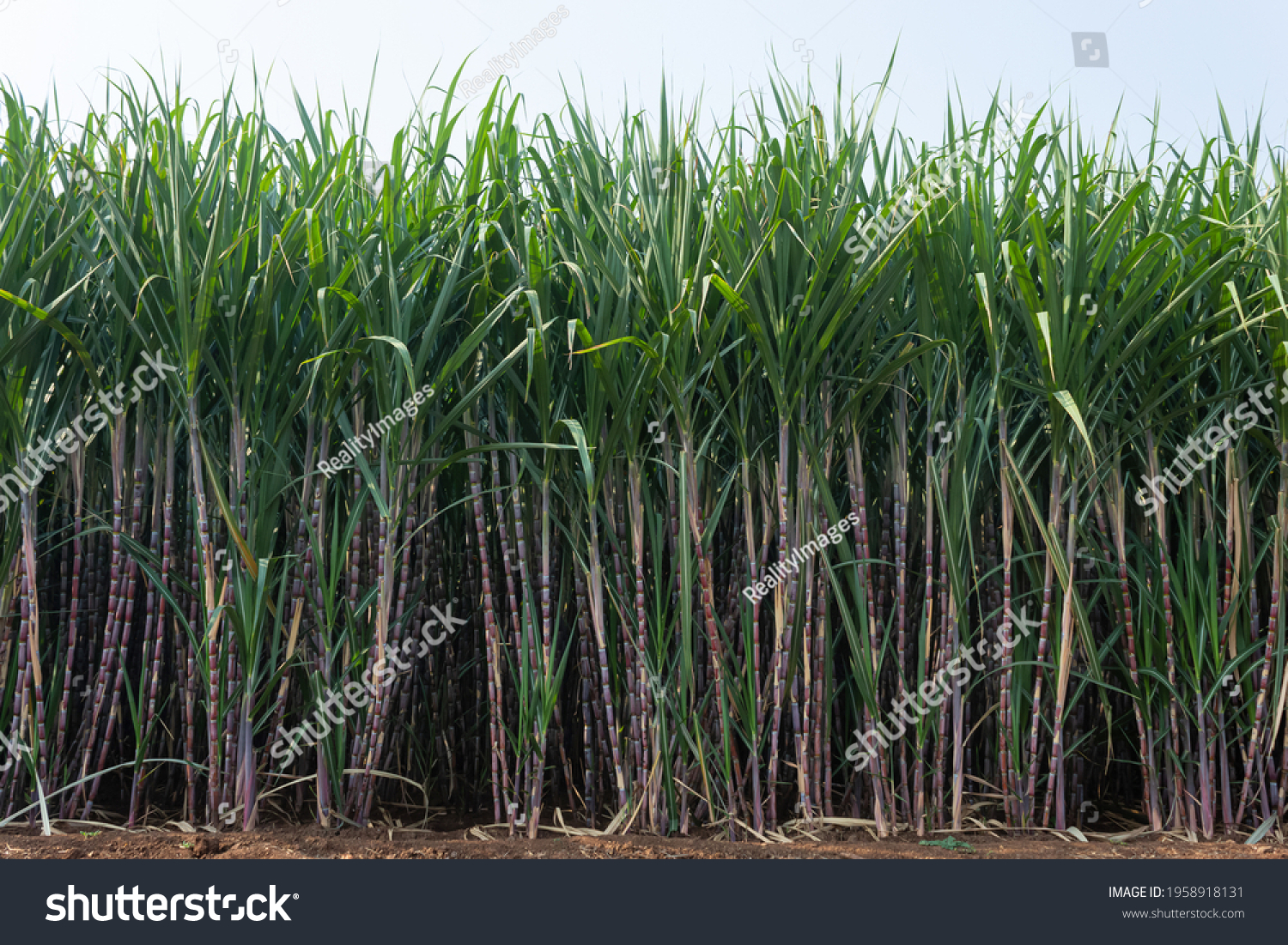Sugarcane field with full grown crop, Kolhapur, Maharashtra, India. #1958918131