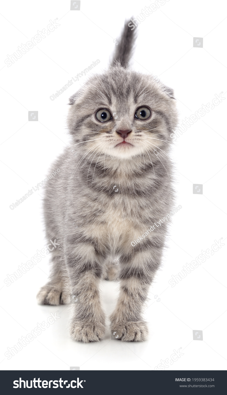 One gray kitten isolated on a white background. #1959383434