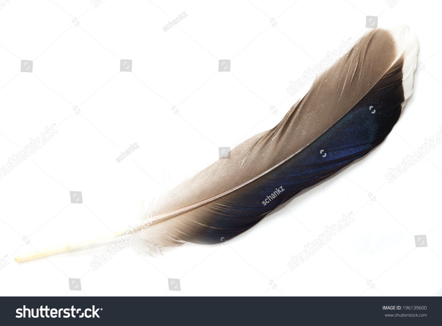 feather on white background #196139600
