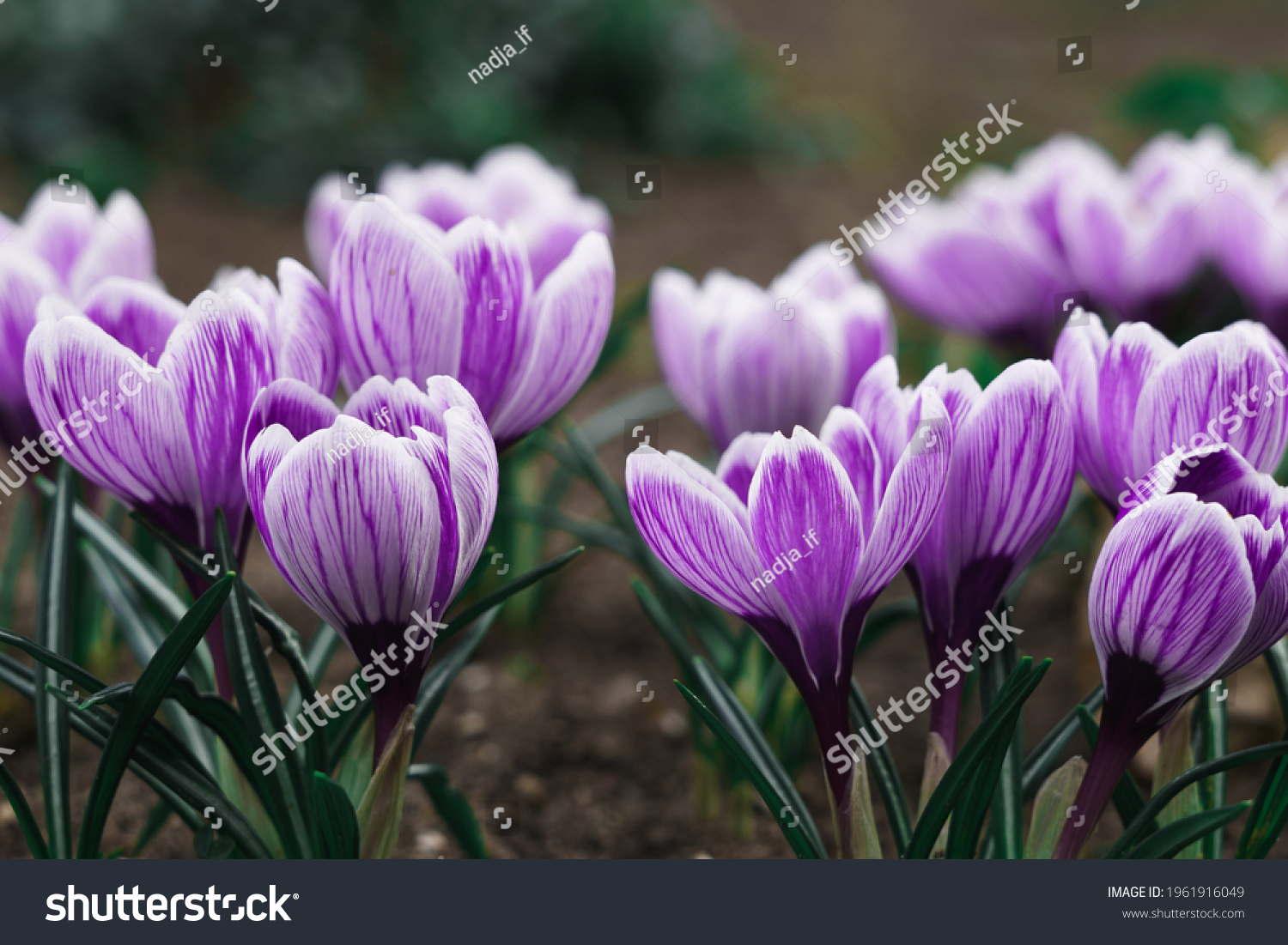Purple Crocus Flowers in Spring. High quality photo #1961916049