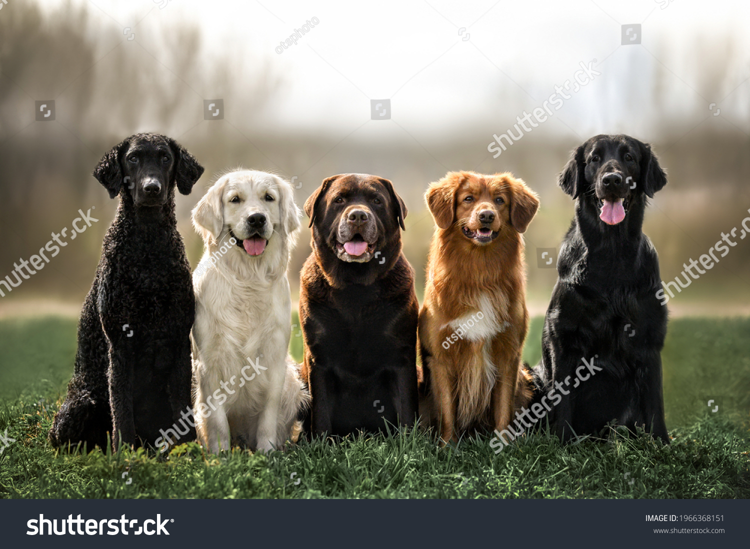 curly coated retriever, golden retriever, labrador, nova scotia duck tolling retriever and flat coated retriever dogs sitting together outdoors #1966368151