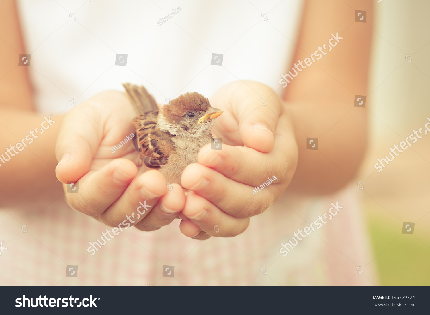 sparrow sitting in children`s hand #196729724