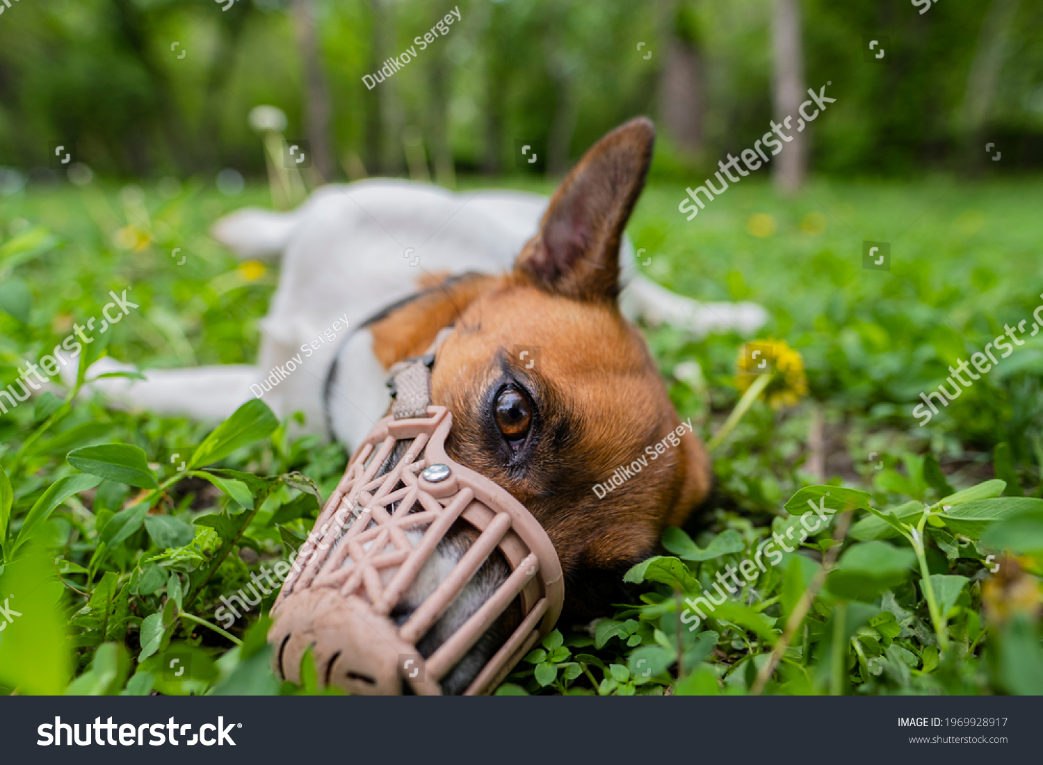 Jack Russell Terrier dog in a muzzle. A dog in a muzzle lies on the grass. #1969928917