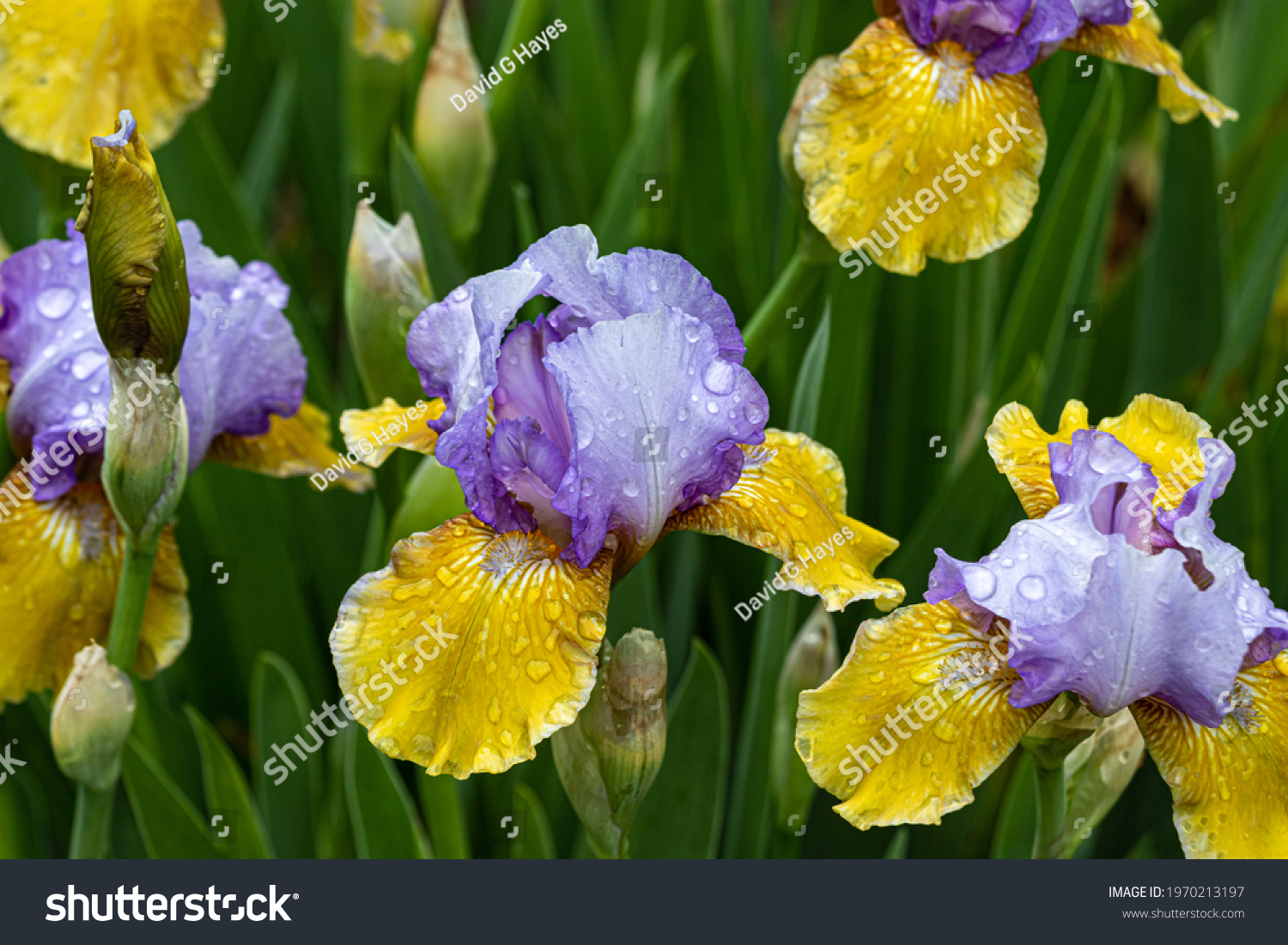 "Bold Statement" intermediate bearded iris in bloom. Raindrops on yellow and pastel blue-violet petals. Green plants in background. 
 #1970213197