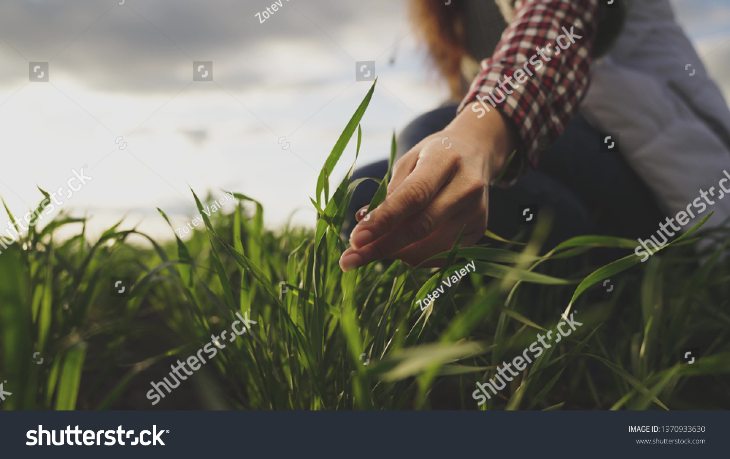 Farmer hand touches green leaves of young wheat in the field, the concept of natural farming, agriculture, the worker touches the crop and checks the sprouts, protect the ecology of the cultivated #1970933630