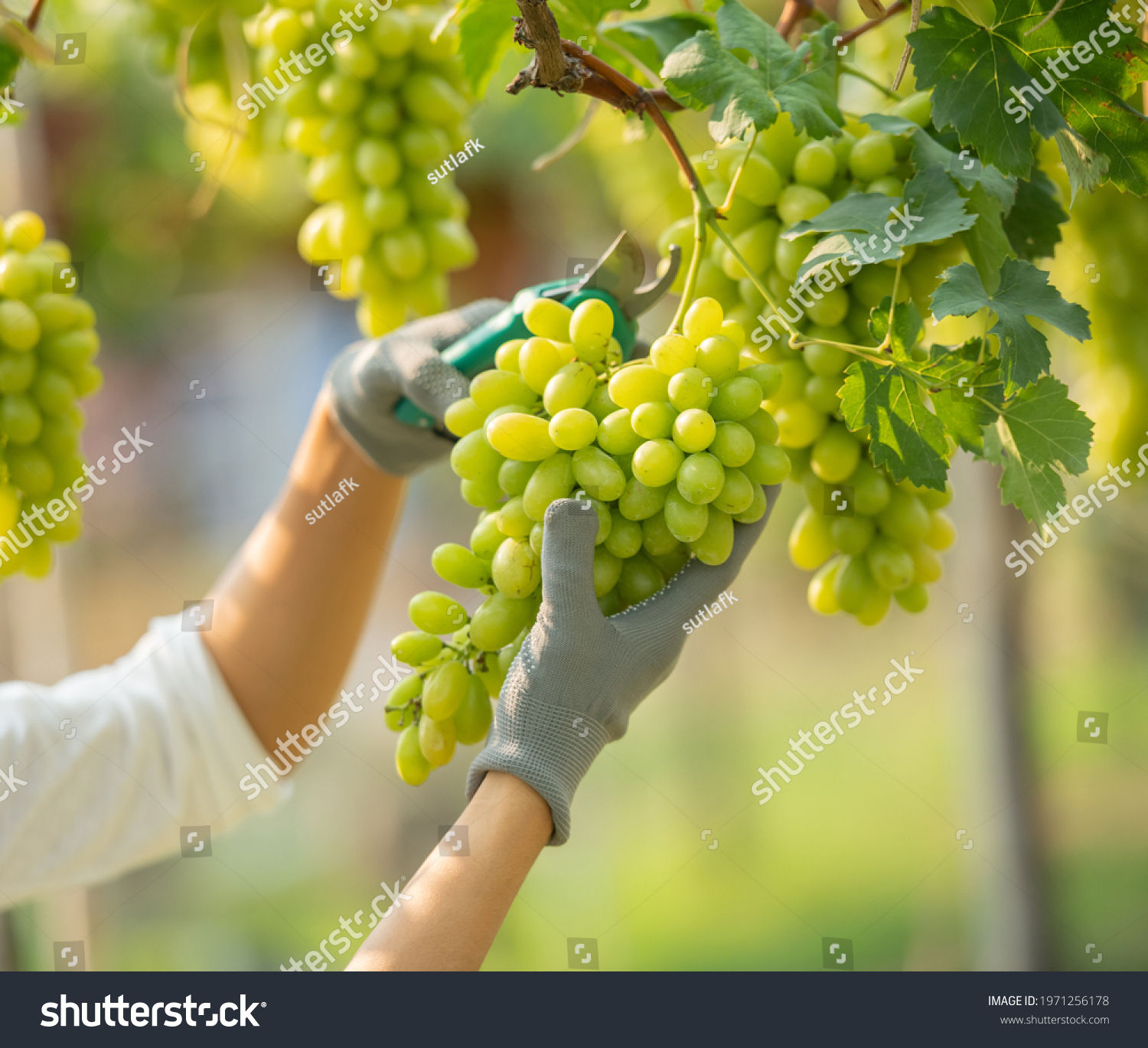 Green grape farm. Small family business. Happy smiling cheerful vineyard female wearing overalls and a farm dress straw hat,  selecting out the get size grapes ready for sale or for making wine. #1971256178