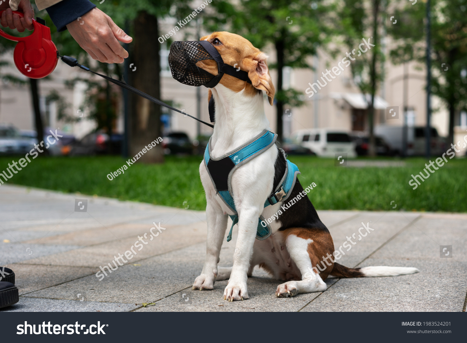 Dog breed beagle walking in harness and muzzle on roulette with the owner in town #1983524201