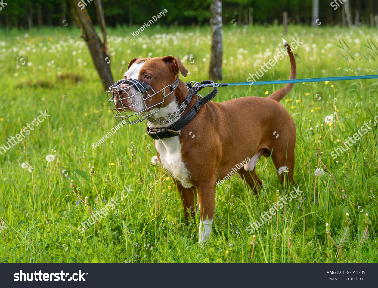 A brown pit bull dog in a metal muzzle, strogach and leather collar stands against the background of a green forest. Accessories for dogs #1987011305