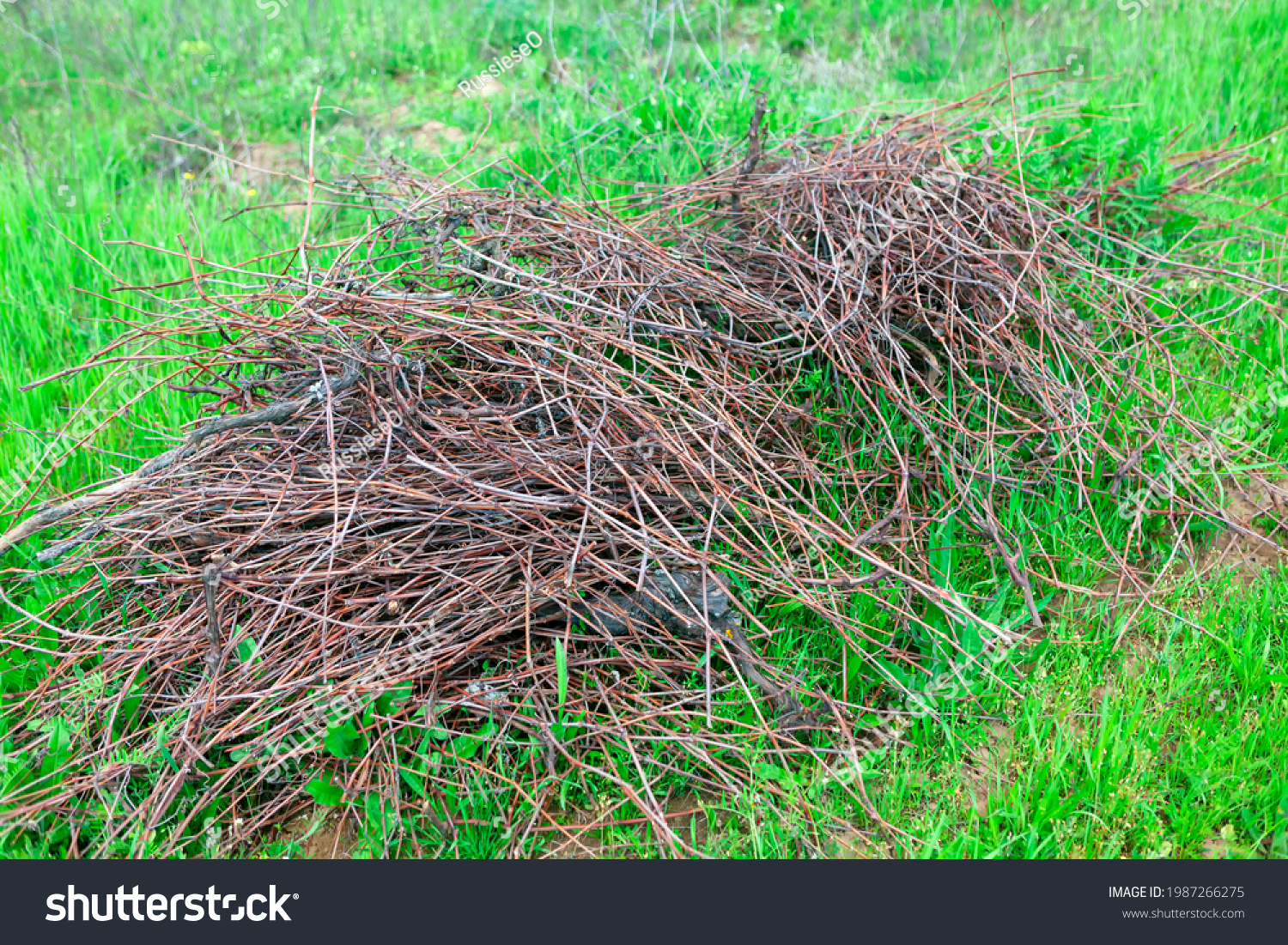 Pruned wine branches in a pile . Spring agricultural working #1987266275