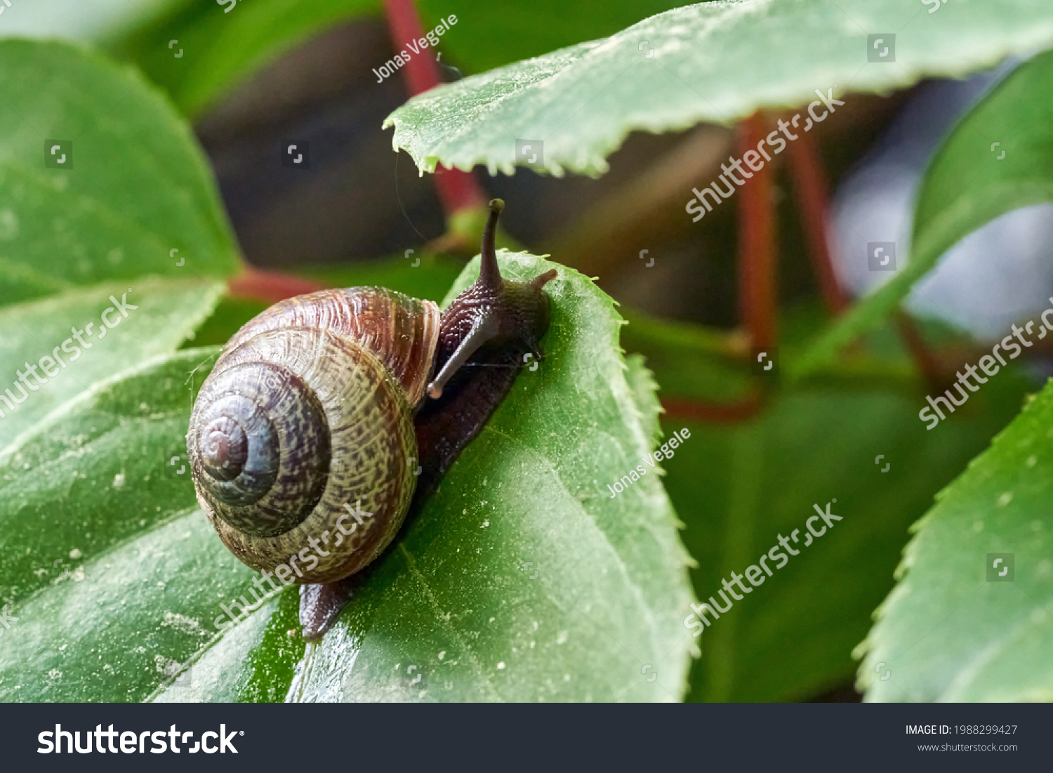 Copse snail gliding on the plant in the garden. Macro, close-up. Copse snail (Arianta arbustorum) is a medium-sized species of land snail. Copse snail is a common pest in agriculture and horticulture. #1988299427
