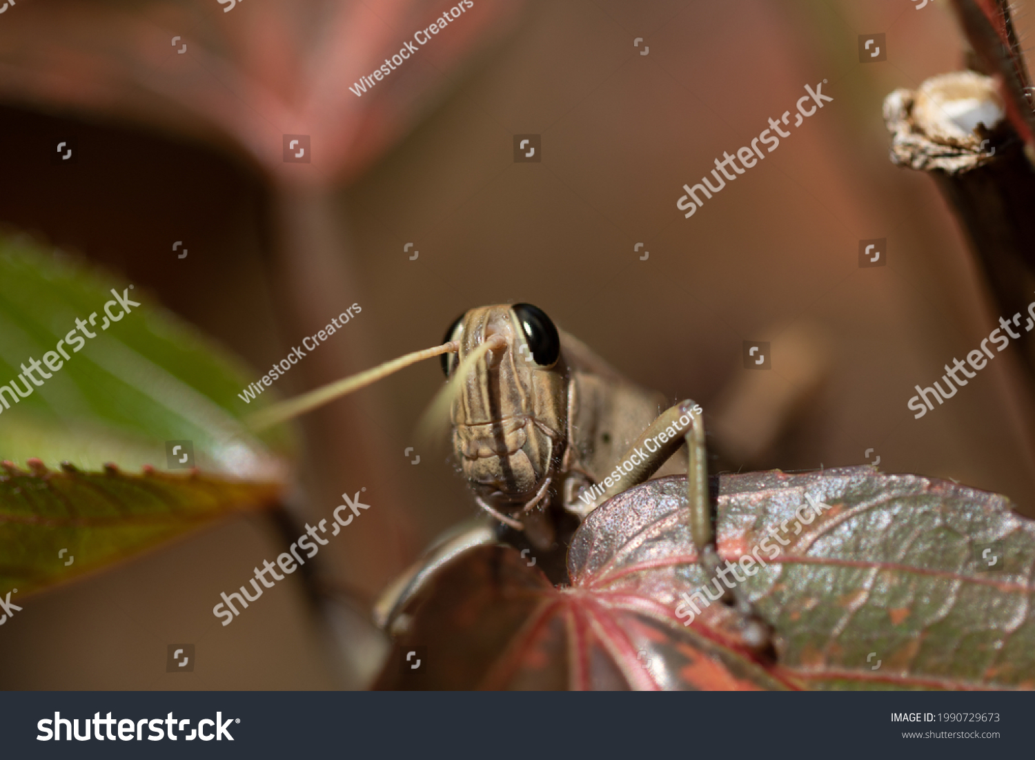 The head of a brown grasshopper looks over the edge of a leaf  #1990729673