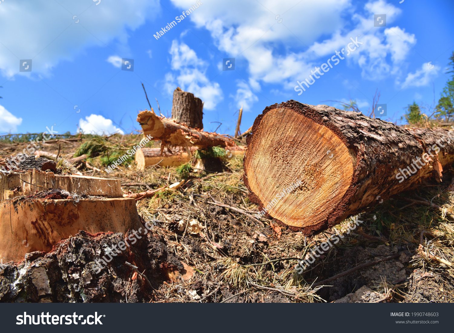 Deforestation forest and Illegal logging. Cutting trees. ​Stacks of cut wood. Wood logs, timber logging, industrial destruction. Forests illegal disappearing. Environmetal and ecological issues
 #1990748603