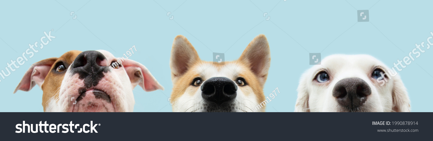 Banner Close-up three hide dogs head. Isolated on blue background. #1990878914