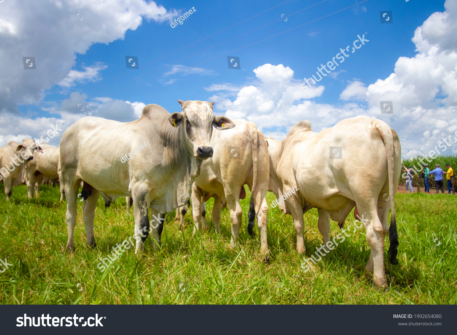 beautiful herd of bulls of the Nellore breed in the open-air pasture of a farm #1992654080