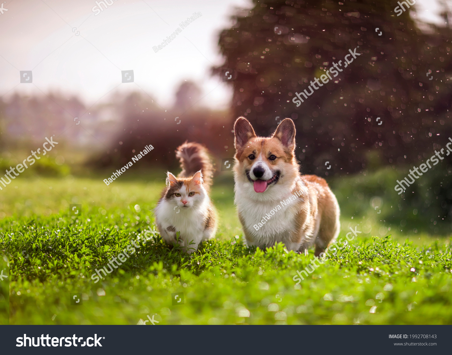 furry friends red cat and corgi dog walking in a summer meadow under the drops of warm rain #1992708143