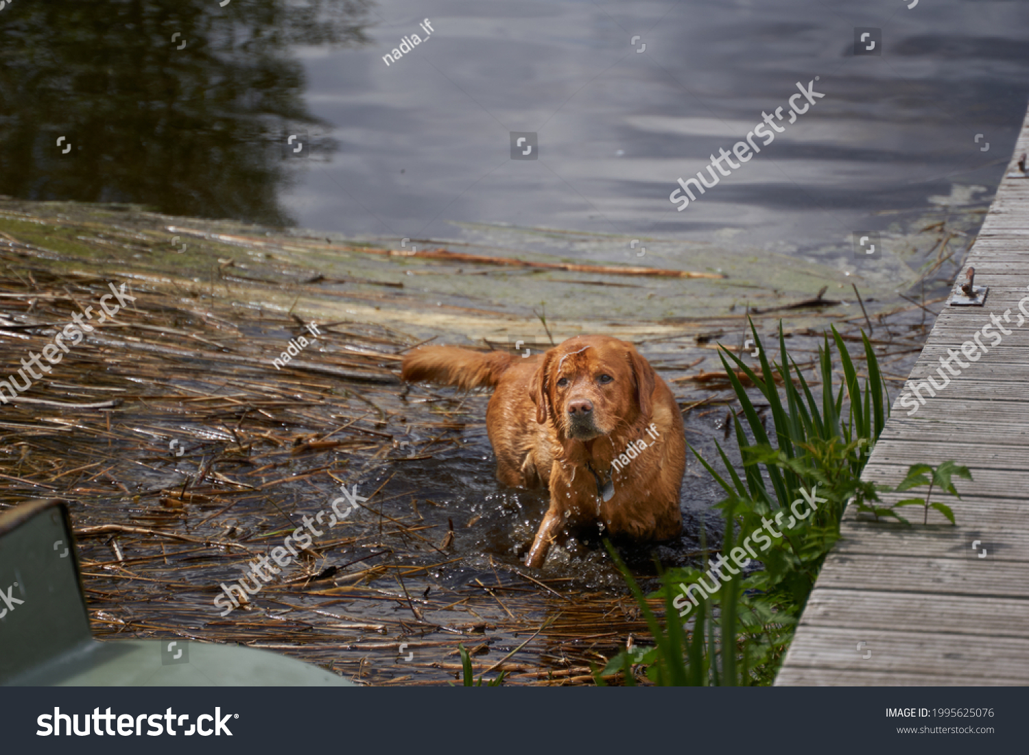 Dog on the lake. Golden Labrador retriever Golden Doodle. Happy holiday with dog. Swimming dogs.  #1995625076