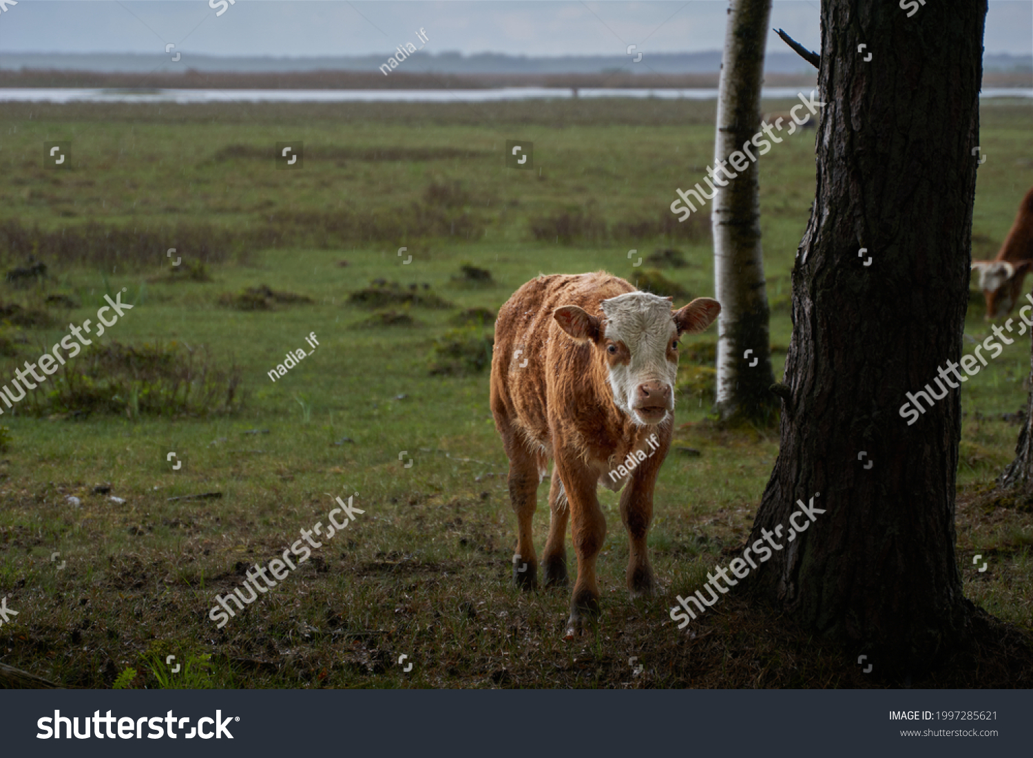 Adorable cow in the pasture in rainy day. High quality photo #1997285621