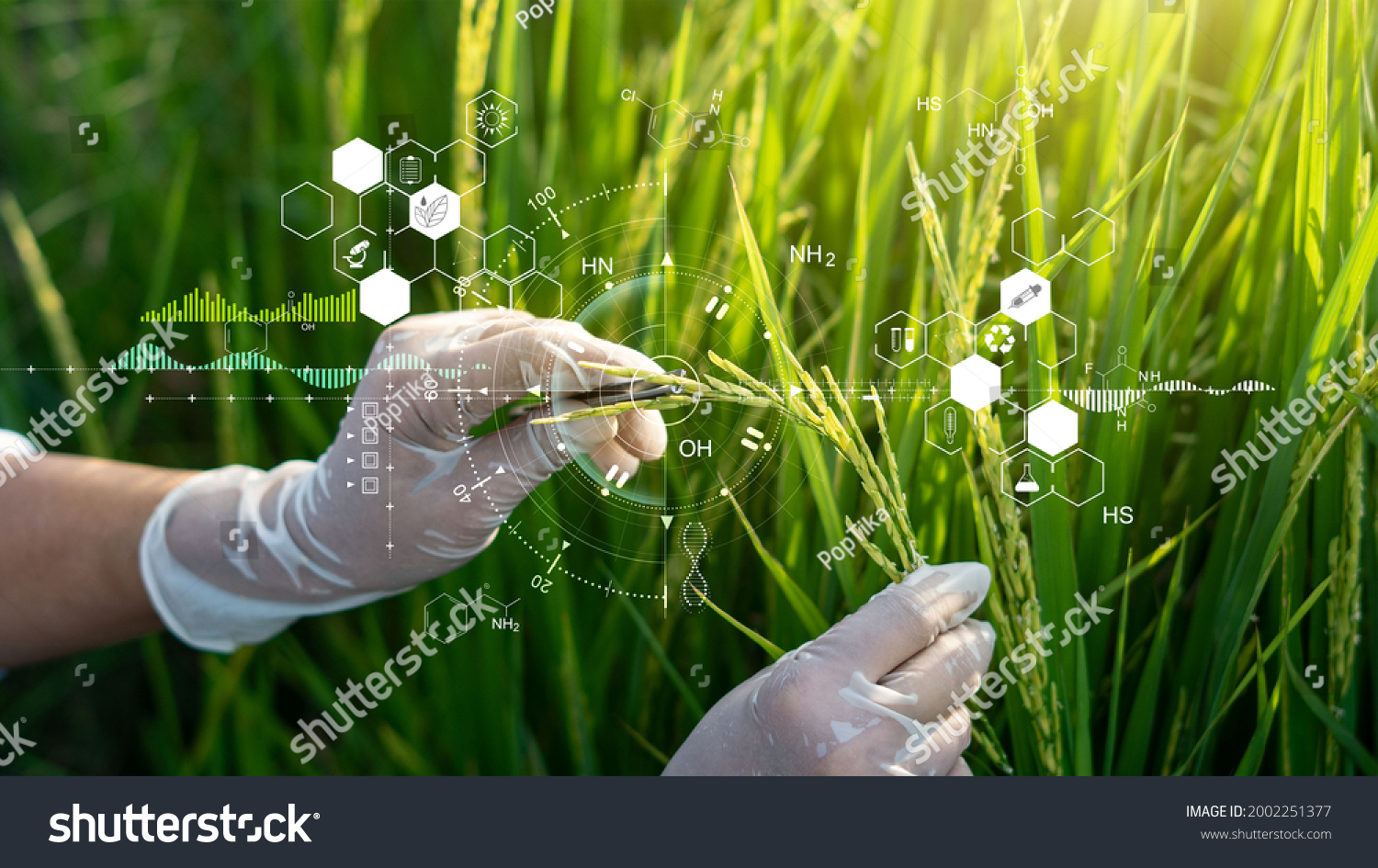 Science of plant research, Chromosome DNA and genetic, Development of rice varieties, Scientist researching and experiments genetic of rice with record data in the fields. #2002251377