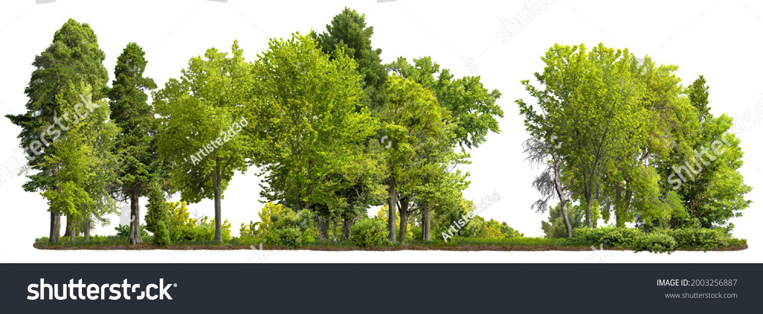 Cutout tree line. Row of green trees and shrubs in summer isolated on white background. Forestscape. High quality clipping mask. Forest and green foliage. #2003256887