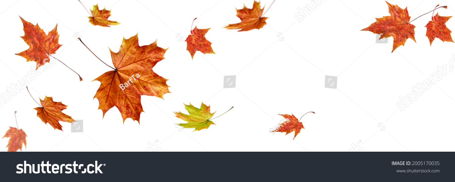 Autumn fall banner with falling maple leaves . Flying color leaves isolated on white background #2005170035