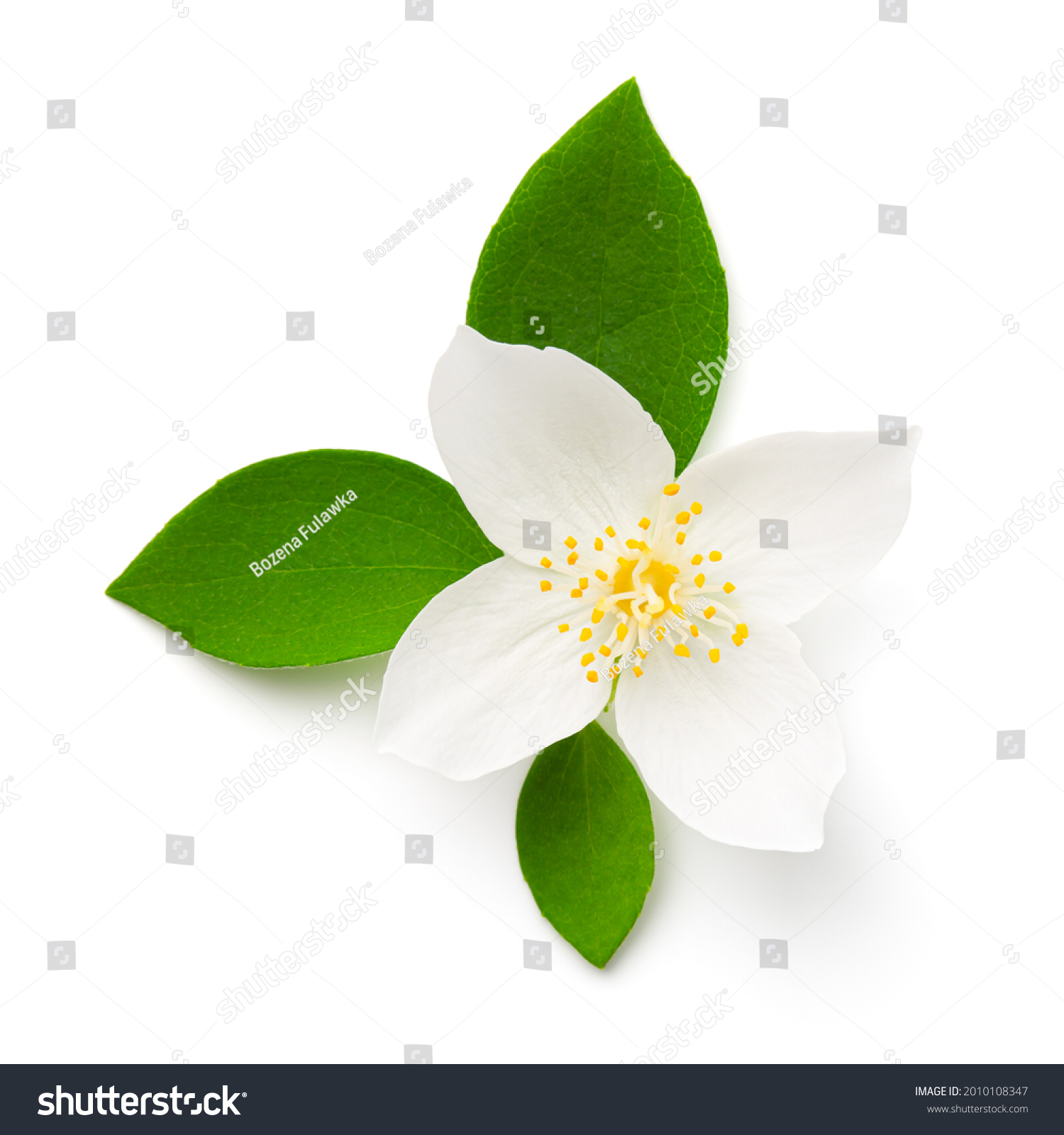 Jasmine flower with green leaves isolated on white background. Top view #2010108347