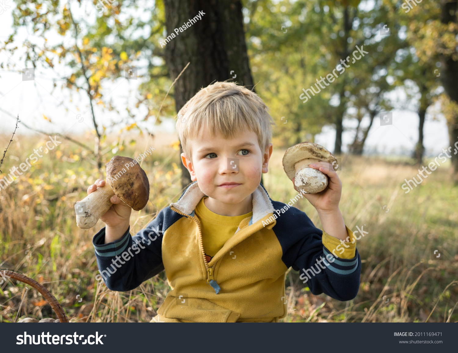 cute blond boy 4-5 years old holds two large porcini mushrooms near his face. picking autumn mushrooms. Hunting for forest mushrooms. #2011169471