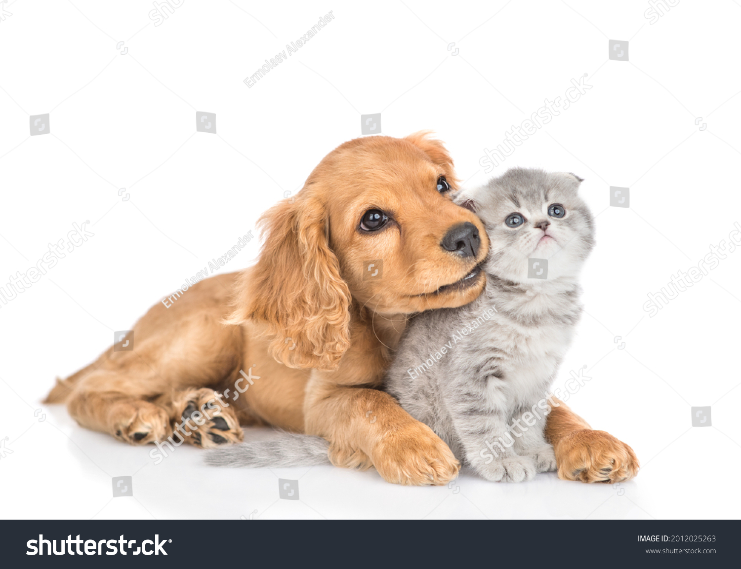 Curious English cocker spaniel puppy dog hugs kitten. Pets look away and up together on empty space. isolated on white background. #2012025263