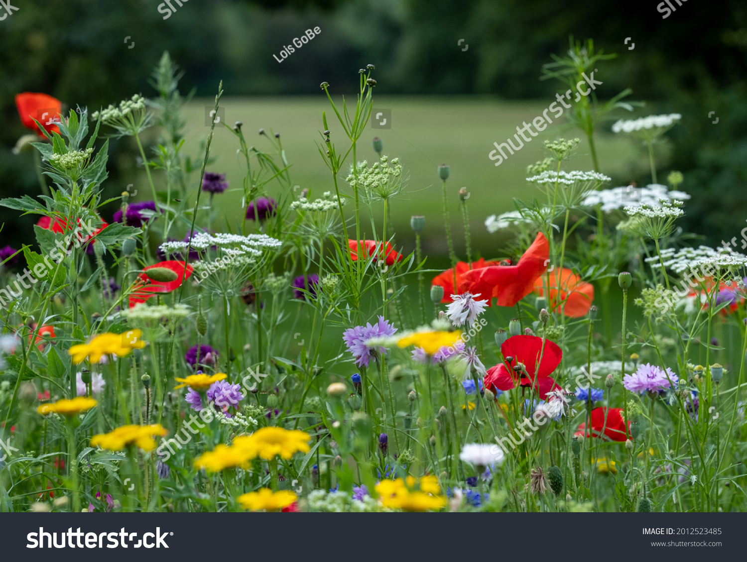 Variety of colourful wild flowers including corn marigold and poppies growing in the grass in Pinn Meadows conservation area, Eastcote, Hillingdon, in the London suburbs, UK.  #2012523485