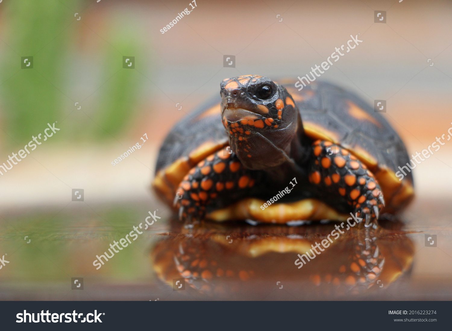 Cute small baby Red-foot Tortoise in the nature,The red-footed tortoise (Chelonoidis carbonarius) is a species of tortoise from northern South America #2016223274
