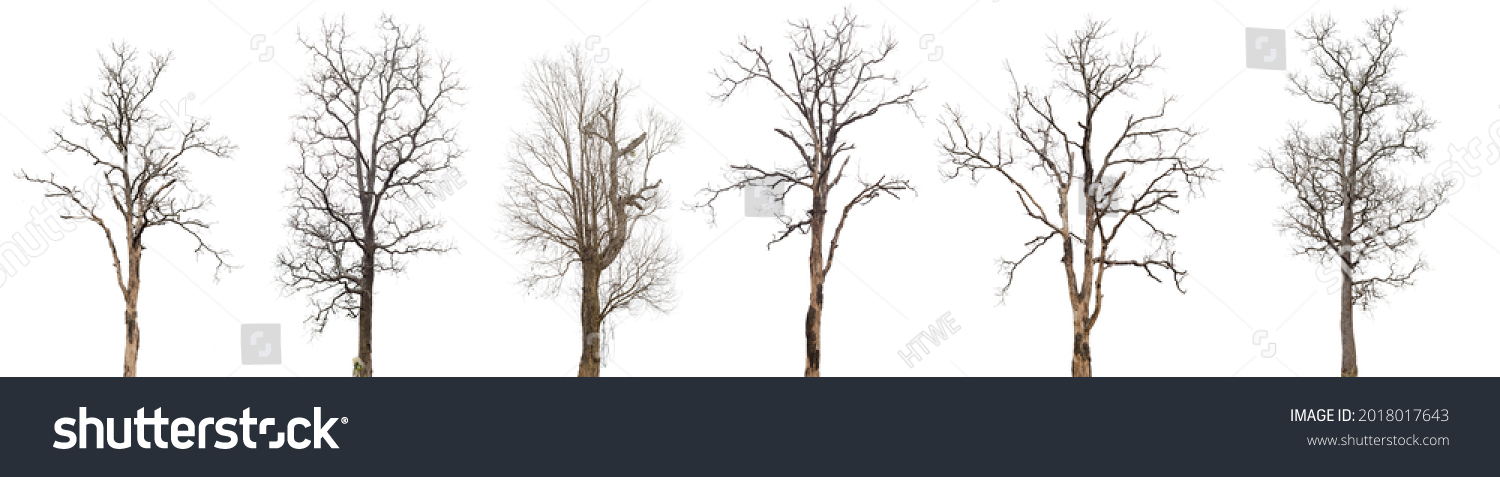 dead trees or dry tree collection isolated on white background. #2018017643